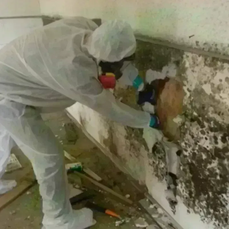 Mold Remediation and Removal in New Hope, OR